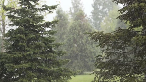 4K. Raindrops fall on the green forest and grass at the foot of the trees. Stock Footage 159065867