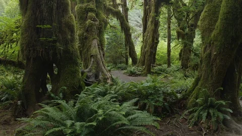 4K Rainforest floor flyby Stock Footage 113625153