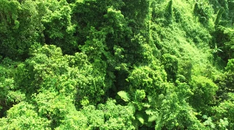 4K Rainforest Tree Tops Stock Footage 63618065