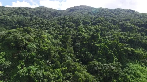 4K Rainforest View Pan from High Up Stock Footage 63618109