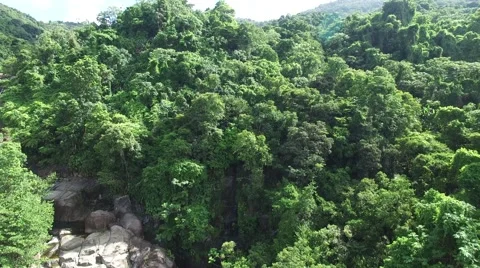 4K Rainforest View from Top Stock Footage 63618110