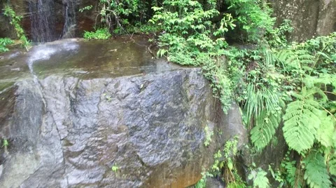 4K Rainforest Wall with Waterfall and Plants Stock Footage 63618081