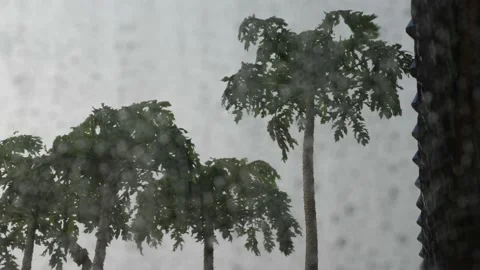 4K Raining and wind to silhouette tree with foreground of droplets car window. Stock Footage 153148484