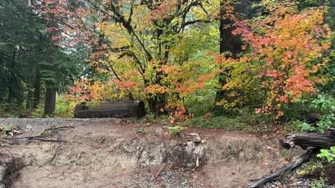 4K Rainy forest in the fall, Washington state Stock Footage 220017337