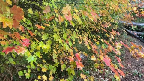 4K Rainy forest in the fall, Washington state Video stock 220017357
