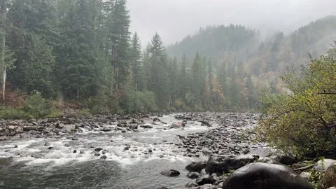 4K Rainy forest in the fall, Washington state Stock Footage 220017361