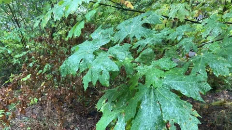 4K Rainy forest in the fall, Washington state Stock Footage 220017364