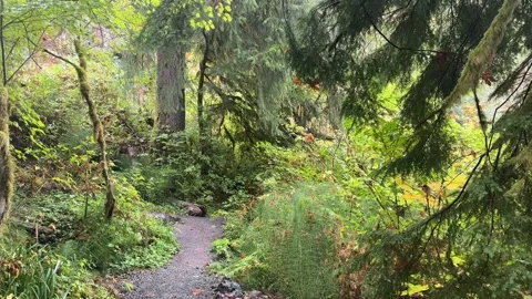 4K Rainy forest in the fall, Washington state Stock Footage 220017367