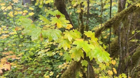 4K Rainy forest in the fall, Washington state Stock Footage 220017368