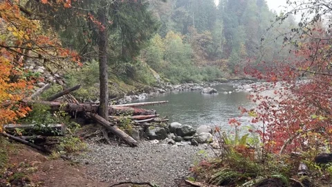 4K Rainy forest in the fall, Washington state Stock Footage 220017382
