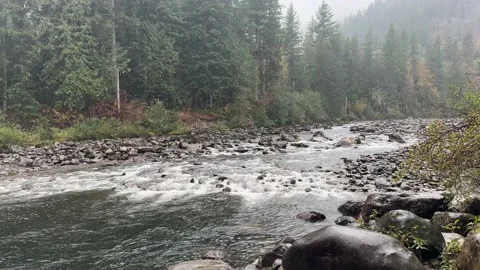 4K Rainy forest in the fall, Washington state Stock Footage 220017388