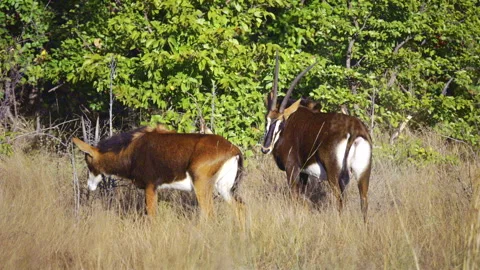 4K Rare Mixed-Species Herd: Sable and Roan Antelopes in Okavango Delta, Botswana Stockbeeldmateriaal 338325897