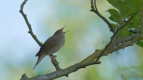 4K Rare River warbler singing on a tree, blurred background, with audio, 4K UHD Vidéo 121755903