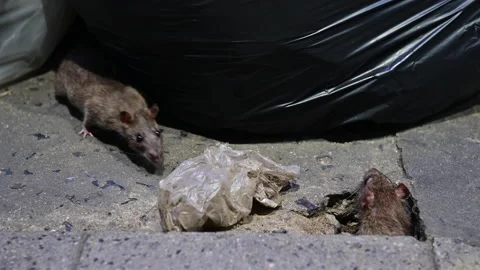 4K Rat escaped through the hole after finding food scraps in garbage bags Stock Footage 192259587