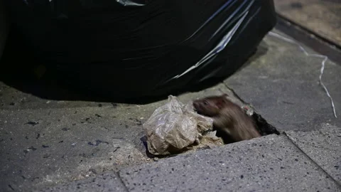 4K Rat out of pavement hole to find food scraps in the garbage bags Stock Footage 192258751