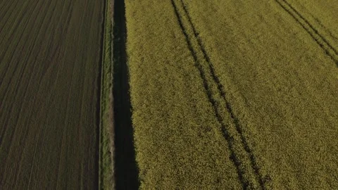 4K Raw flat profile footage of split yellow rapeseed and ploughed field 動画素材 240929295