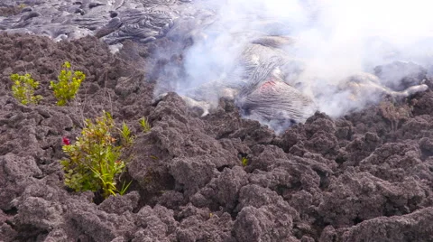 4K RAW Lava Flow And Vegetation 08 Stock Footage 58879717
