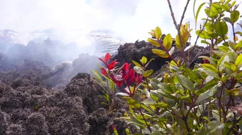 4K RAW Lava Flow And Vegetation 09 Stock Footage 58880243
