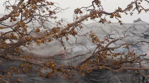 4K RAW Lava Flow And Vegetation 16 Stock Footage 58880866