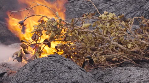 4K RAW Lava Flow And Vegetation 12 Stock Footage 58881161