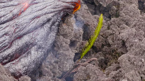 4K RAW Lava Flow And Vegetation 04 Stock Footage 58881757