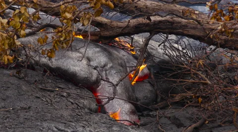4K RAW Lava Flow And Vegetation 19 Stock Footage 58882768