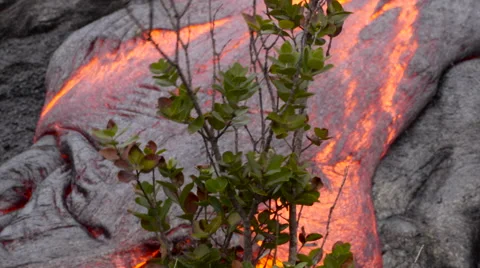 4K RAW Lava Flow And Vegetation 23 Stock Footage 58882790