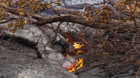 4K RAW Lava Flow And Vegetation 21 Stock Footage 58882827