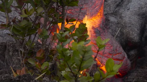 4K RAW Lava Flow And Vegetation 24 Stock Footage 58882969