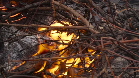 4K RAW Lava Flow And Vegetation 22 Stock Footage 58883002