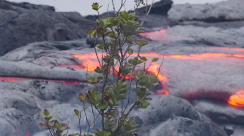 4K RAW Lava Flow And Vegetation 25 Stock Footage 58883025