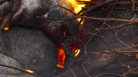 4K RAW Lava Flow And Vegetation 20 Stock Footage 58883035