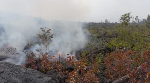 4K RAW Lava Flow And Vegetation 32 Stock Footage 58883429