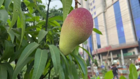4K Raw Mango Hanging on Tree with Green Background Tropical Organic Fruit 스톡 동영상 335186057