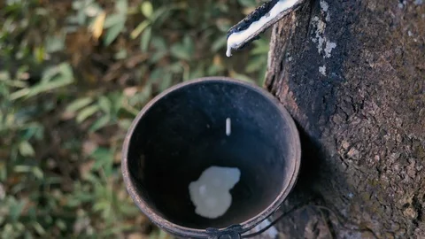 4K Raw rubber milk dropping in the bowl Video stock 100501347