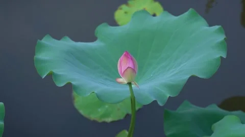 4K Real Shot of Budding Lotus Buds in Summer Stock Footage 340398958