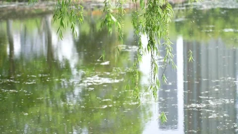 4K Real Shot Footage of Budding Willows and Lake Reflections Stock Footage 339601413