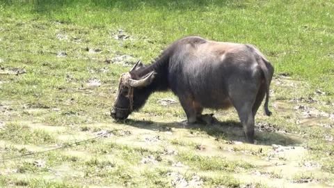 4K Real Shot of Free-range Water Buffalo Grazing in Paddy Field in Rural Area 库存影片 340399895