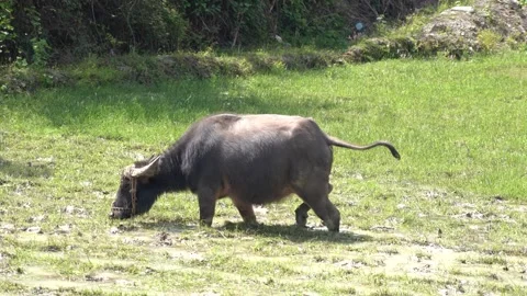 4K Real Shot of Free-range Water Buffalo and Yellow Cattle in Rural Area Stock Footage 340399922