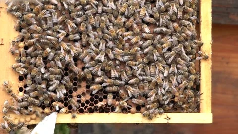 4K Real Shot of Original Ecological Bees Producing Honey on Comb Foundation Video stock 340400432