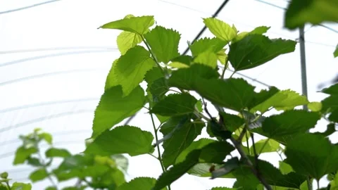 4K Real Shot Translucent Green Plants B-roll Stock Footage 336551789