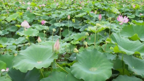 4K real-shot video of blooming lotus flowers and green lotus leaves in the p Vídeos de archivo 334597192