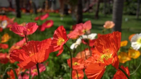 4K real-shot video of blooming poppies and spring plants in spring Video stock 334597243