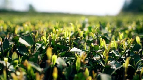 4K real-shot video of new tender tea buds in spring tea garden Vídeos de archivo 334602201