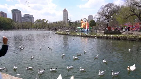 4K real shot video of seagulls playing and frolicking in the lake in spring Video stock 334596802