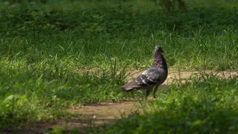 4K real shot video of small birds animals Видео 335180801