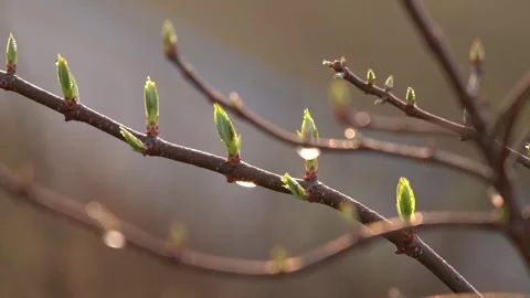 4K real shot video of spring revival with sprouting branches Stock-Footage 334905838