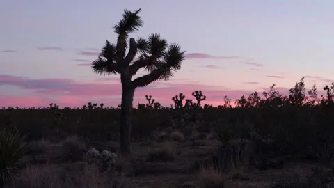 4K real time backdrop of pink and purple sunset clouds in Joshua Tree Park Stock Footage 258492668