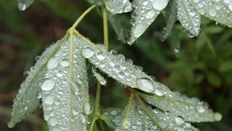 4K Real time close up of water drops on plants in the Colorado Rocky Mountains Stock Footage 217422153