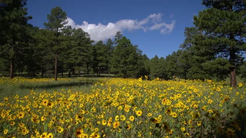 4K real time of a forest opening with yellow summer wildflowers in Arizona Stock Footage 160750684